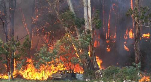 The fire roared through the bush on the Walker property near Lancefield.