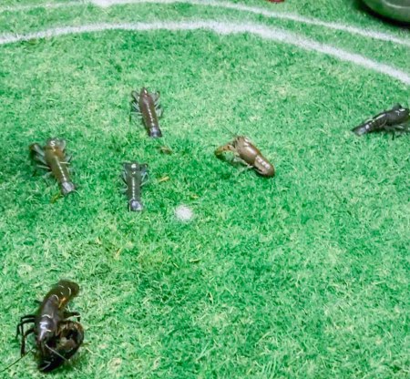 And they're off and running: The yabbies dash for the finish line.