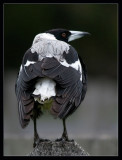 The Magpies - don't ruffle their feathers!