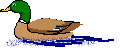 animationduck.gif