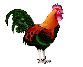animationrooster.gif