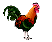 animationrooster.gif